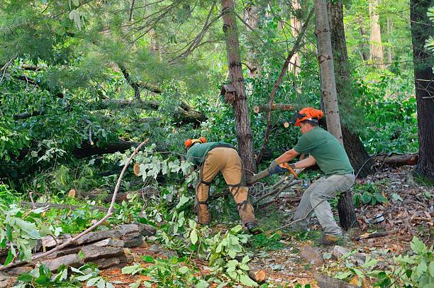 Large Tree Removal in Horatio, AR